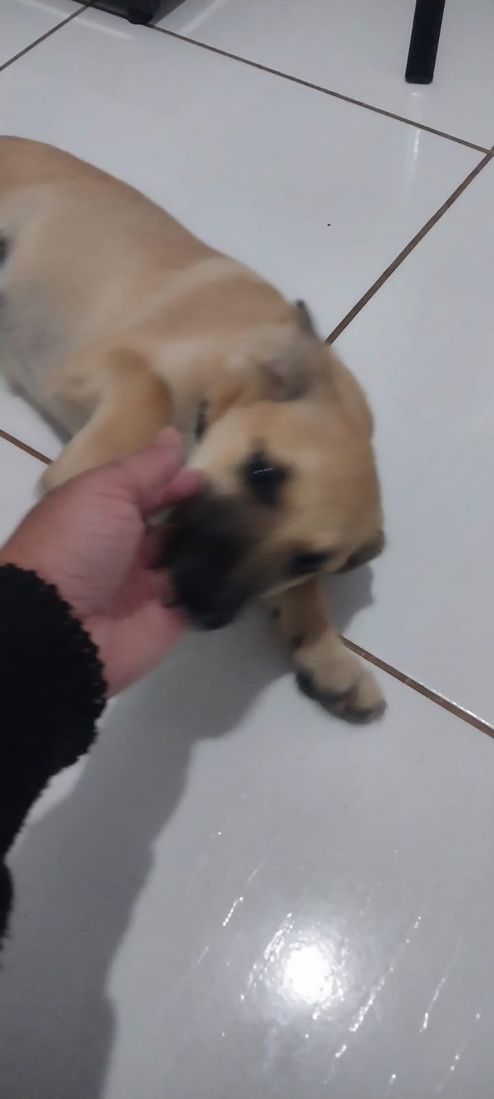cachorro, clinica veterinaria
