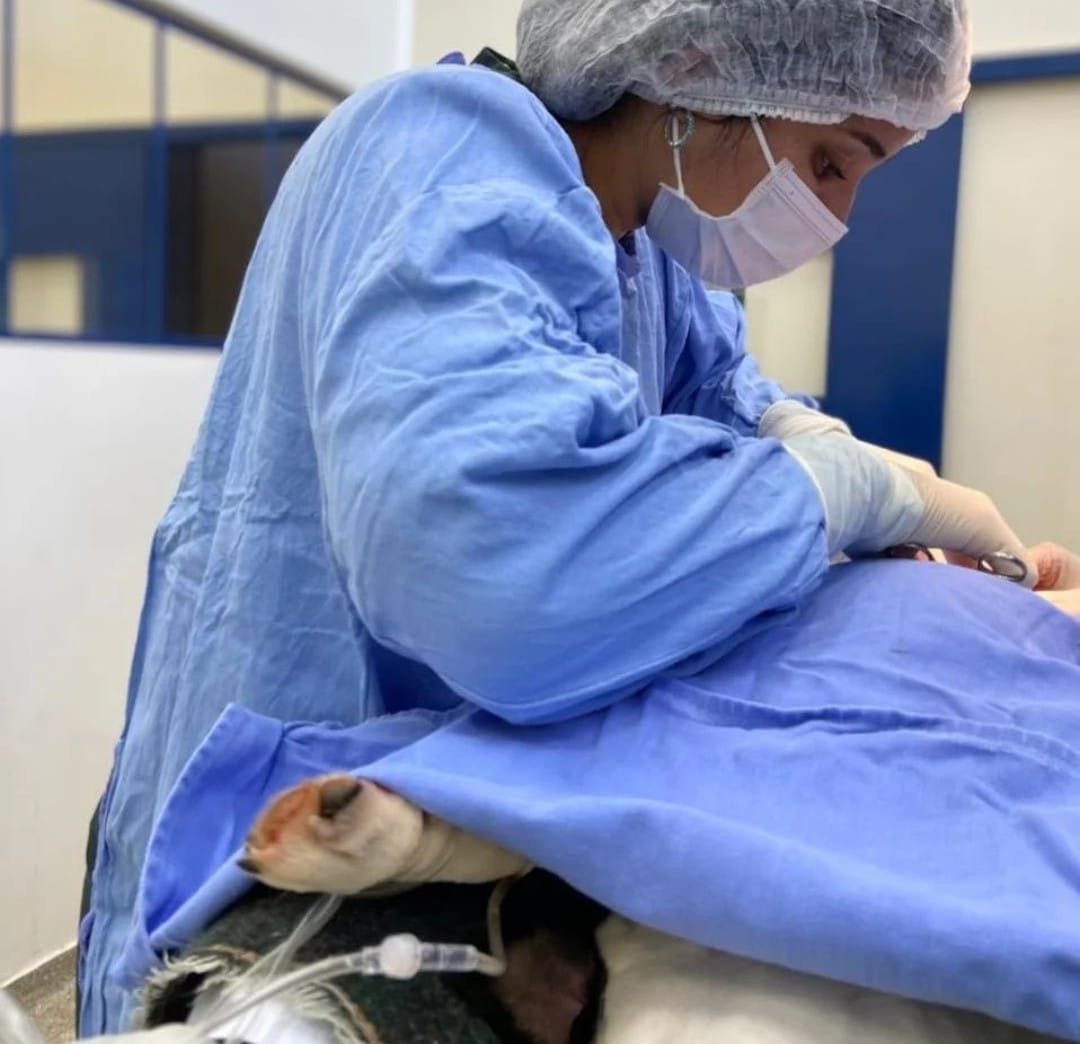 cachorro, cirurgia