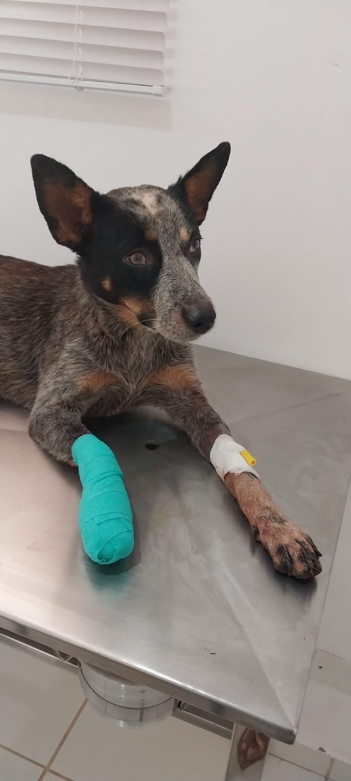 cachorro, clinica veterinaria