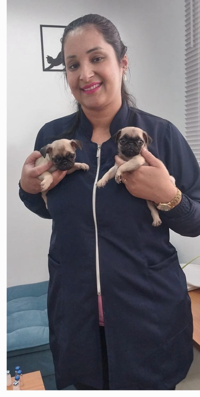 cachorro, clinica veterinaria